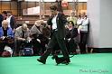 Crufts2011_2 1041